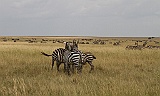 Zebra and wildebeest, Serengeti